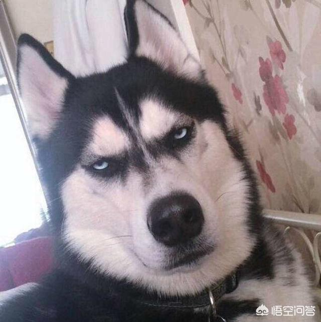杭州文明养狗政策出台,为什么还有一些人去反对？你怎么看？