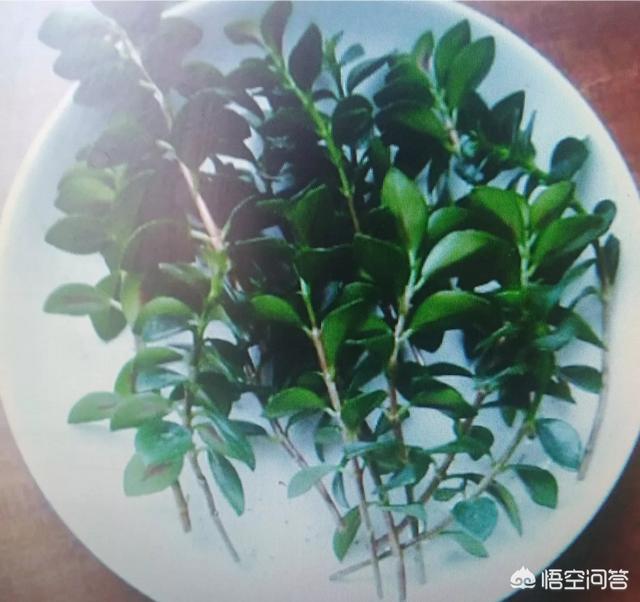 金鱼草怎么养才能开花，盆栽的金鱼草，夏季需要遮阴吗应该怎么养护