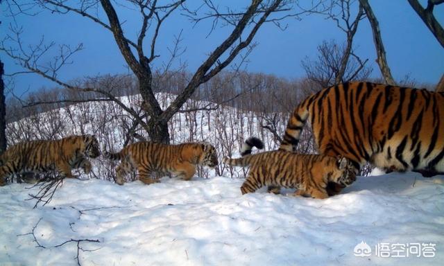 头条问答 在动物界中 哪些动物的雄性最具有责任心 哪些动物的雄性除了提供精子外没有责任心 9个回答