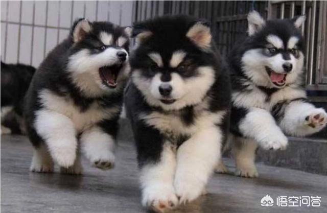 出售阿拉斯加克利凯犬:阿拉斯加狗狗是大点的贵还是小点的贵？应该如何选择？