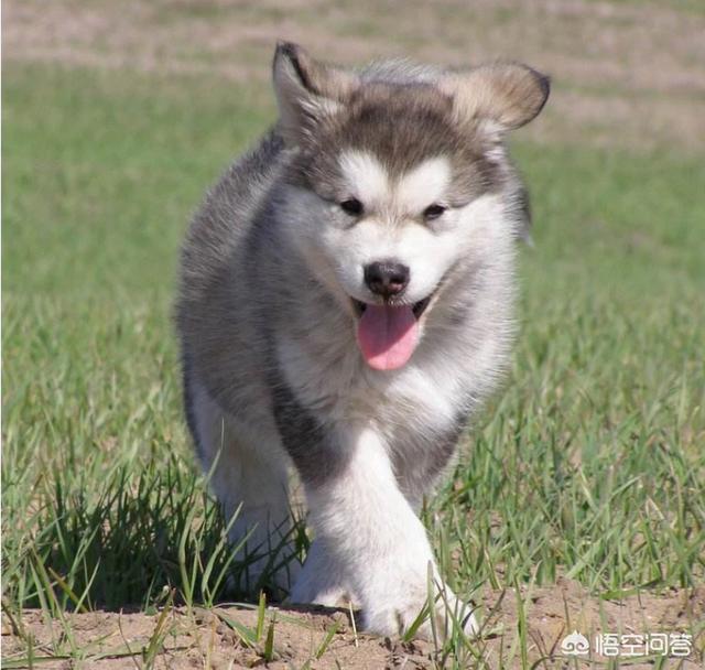 巨型阿拉斯加犬图片:阿拉斯加狗狗是大点的贵还是小点的贵？应该如何选择？