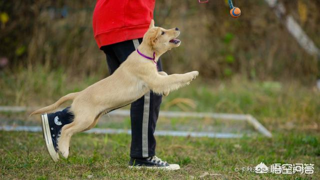 纯种金毛犬图片:普通金毛和纯种金毛有何区别？养哪种更好？ 纯种金毛幼犬图片