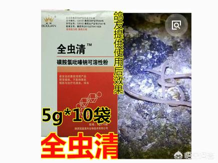 信鸽牌幼犬专用犬虫一扫光:如何驱鸽身上的虱子和螨虫？