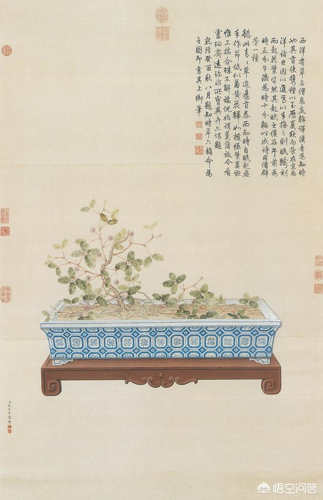 周香芸:怎么评价影视剧《鬓边不是海棠花》？