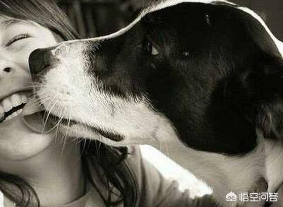 头条问答 - 狗狗是怎样和人类说话的?(2个回答)