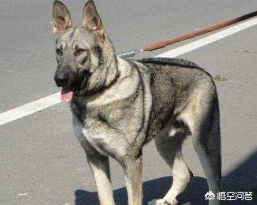 狼青狗:狼青犬和狼犬有什么区别？