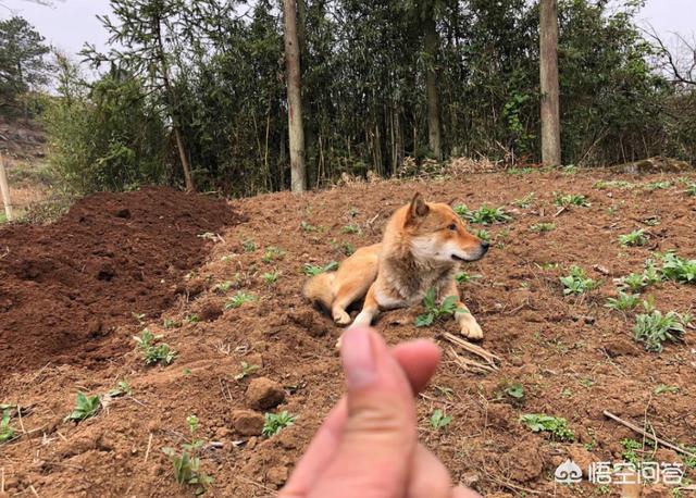 珍岛狗和田园犬:韩国珍岛犬图片大全 养中华田园犬就是丢面子吗？