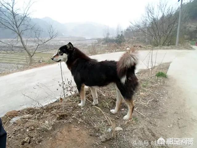 以色列沙皮狗与法国金毛:中华田园犬就不如外来狗吗？