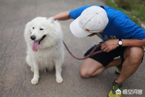 狼与狗的谚语:狼与狗的谚语的下半句 常言道：狼走遍天下吃肉，狗走遍天下吃屎，人将怎样？