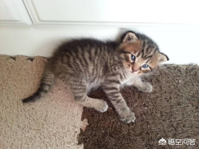 猫咪视频:为什么刚买来的小猫上一秒还活蹦乱跳，下一秒就开始补觉不理人？