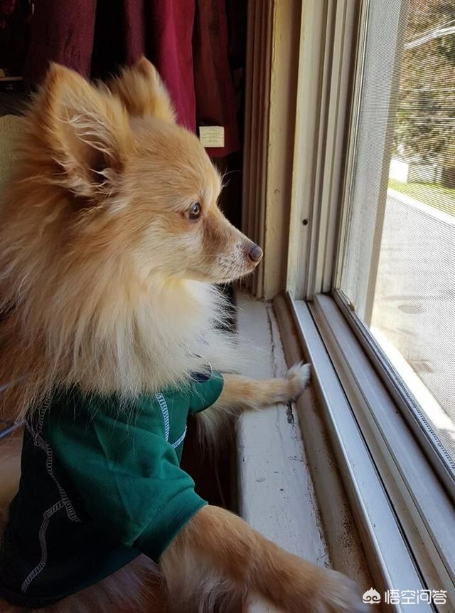 博美狗品种:蝴蝶犬VS博美犬之间，谁更胜一筹？