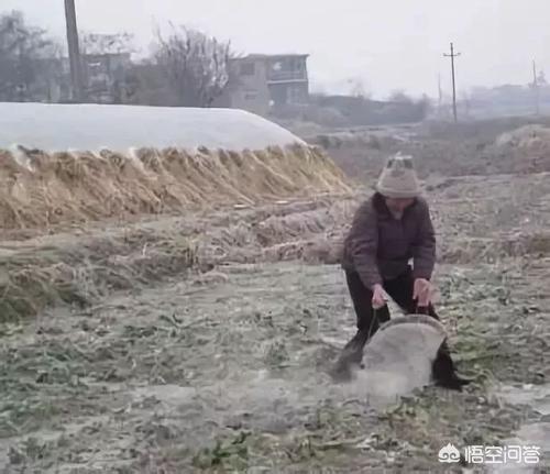 草木灰是什么，草木灰都有什么化学成分？