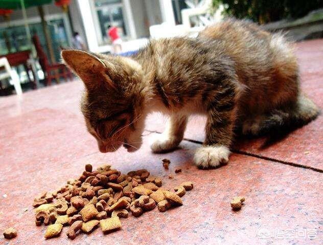 母猫绝育第二天没精神不爱动:母猫刚作完绝育如何护理？