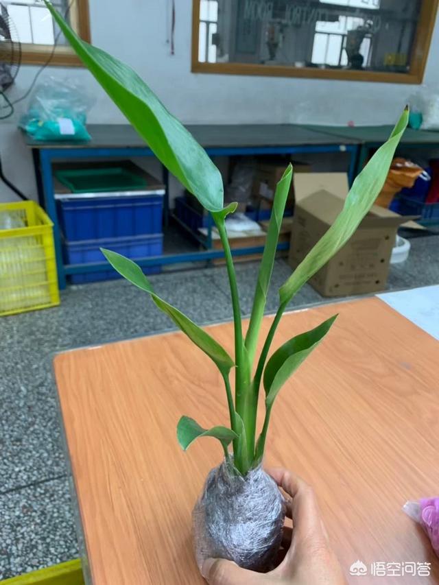 天堂鸟的花语:天堂鸟有毒吗？我们在家中适合养它吗，又要注意哪些地方呢？