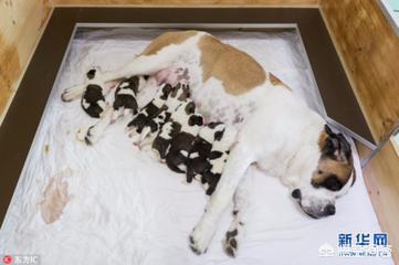 小巴哥犬怎么怎么补充营养:我们家巴哥犬的肠胃不好适合吃什么？ 巴哥犬缺营养表现