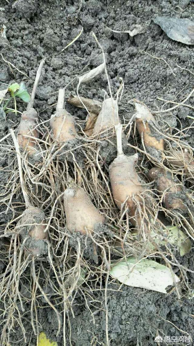 如果在农村种中药材,你觉得哪种药材既好种又不愁销路？为什么？