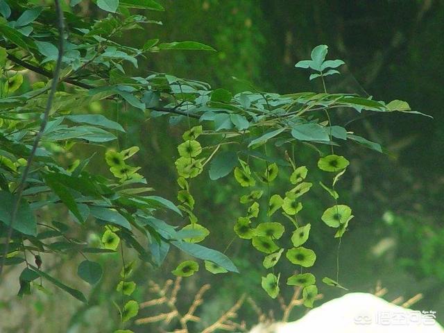 青钱柳茶,青钱柳有什么功效和作用？