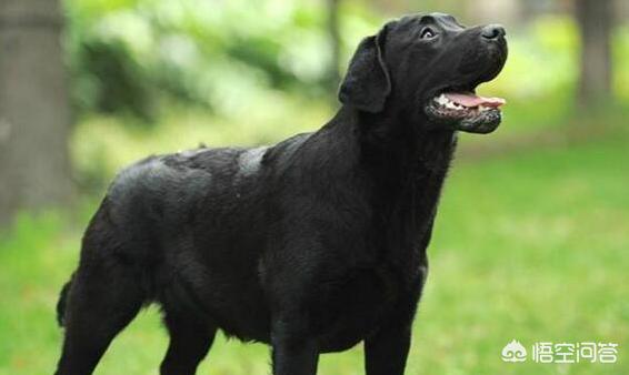 狗狗莱姆病症状:狗狗牙龈炎主要有哪些症状？