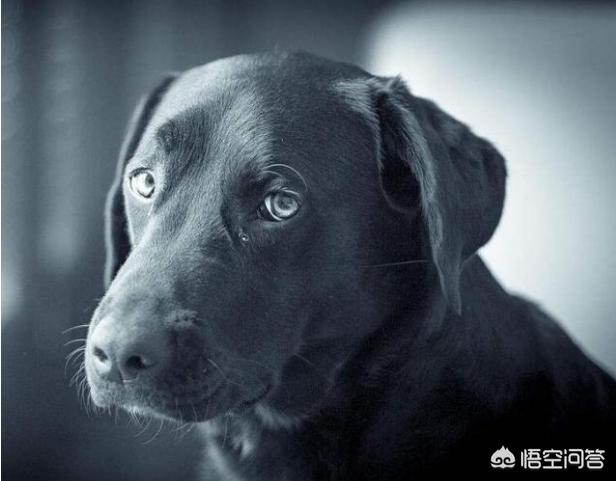 狗狗莱姆病症状:狗狗牙龈炎主要有哪些症状？