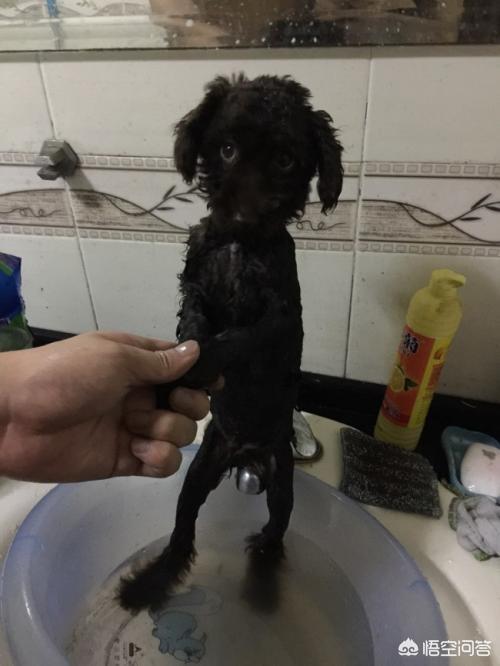 纯种泰迪犬 黑色:为什么感觉养黑色泰迪犬的人比较少？