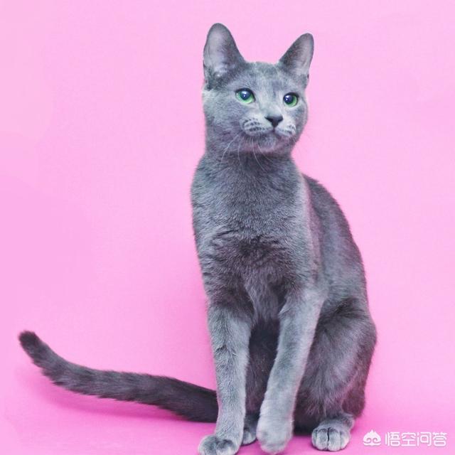 鹿色阿比西尼亚猫:养一只俄罗斯蓝猫是一种怎么样的感觉？