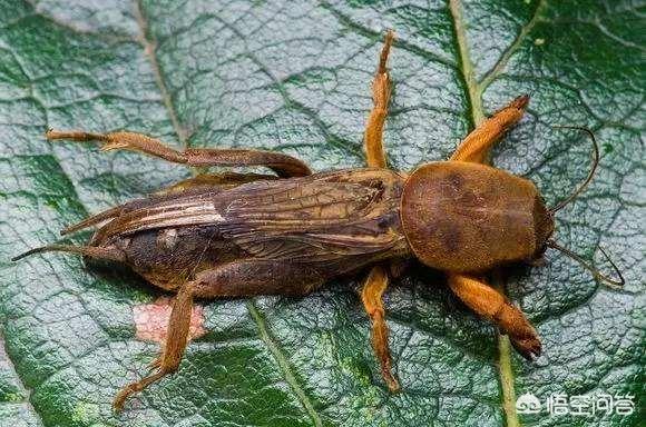土狗子虫 是益虫:土狗子是益虫还是害虫 如何防治菜地里的“土狗子”这种害虫呢？把种子和幼苗都吃了？