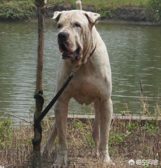 比特犬的优点和缺点，请问大家巴基斯坦库达犬和比特犬谁厉害