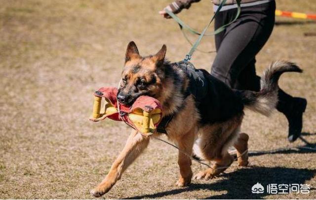 德国牧羊犬阿托斯图片:德牧好养吗？德牧多少钱一只？