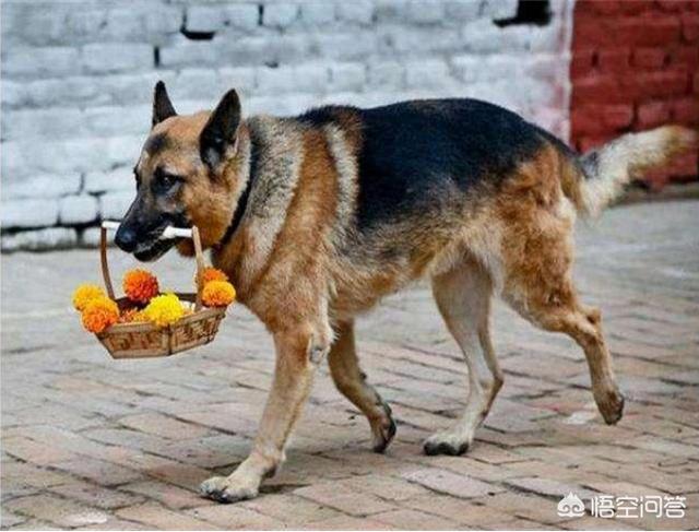 上虞德国牧羊犬论坛:如果是纯种的德国牧羊犬会有什么特点？