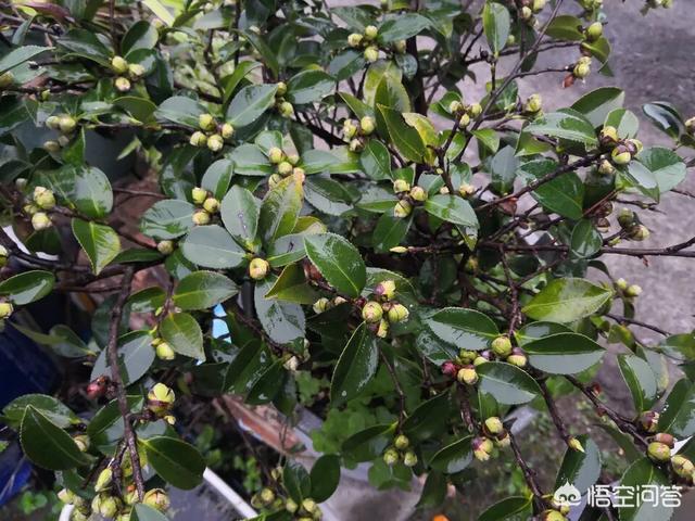 春天山茶花是什么颜色:茶花叶子不太绿是什么原因？该怎么办？