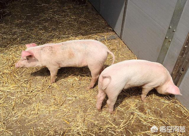 百度一下猪的正常体温是多少度:猪的体温在38-40℃，这算正常吗？