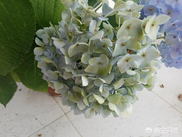 八仙花图片:八仙花图片和介绍 八仙花得了白粉病，该怎么治？