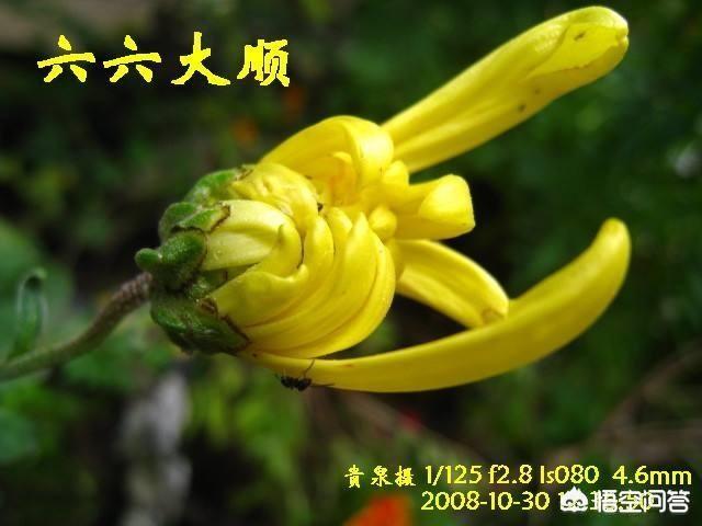 金玉良缘歌词:贾府“金玉良缘”派最终战胜“木石前盟”派的根本原因是什么？