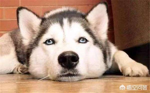 哈斯奇 对人叫:为什么哈士奇这么黏人，人一走就会叫，怎么让它不叫唤？