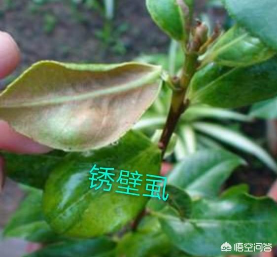 锈壁虱用何种药:茶花叶片背面长锈，叶片往下翻是怎么回事？