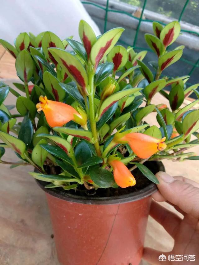 金鱼草怎么养开花:一年的金鱼吊兰，想让它开花，该怎么办？