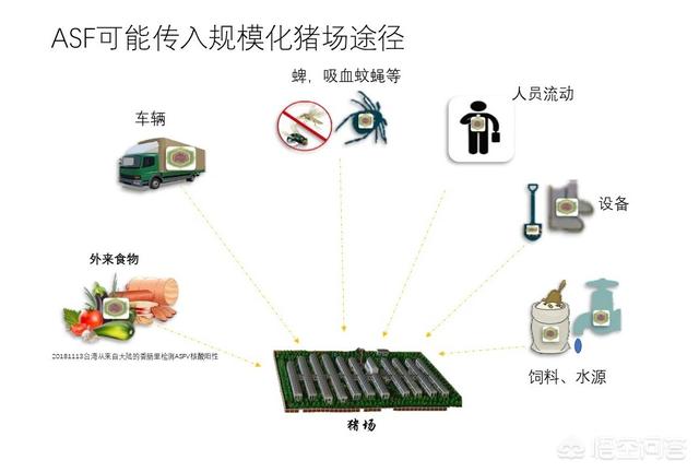 动物疾病预防:非洲猪瘟是国家规定的几类动物疫病？该怎么防控？