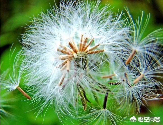 金边玫瑰花茶的副作用:喝玫瑰花茶的好处与坏处？