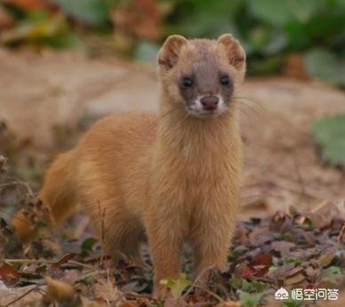 狼毫的原料取自于黄鼠狼还是狼:黄鼠狼是不是狼呢？为什么要叫黄鼠狼呢？
