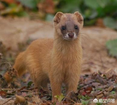 香鼬是不是黄鼠狼，黄鼠狼是不是狼呢？为什么要叫黄鼠狼呢？