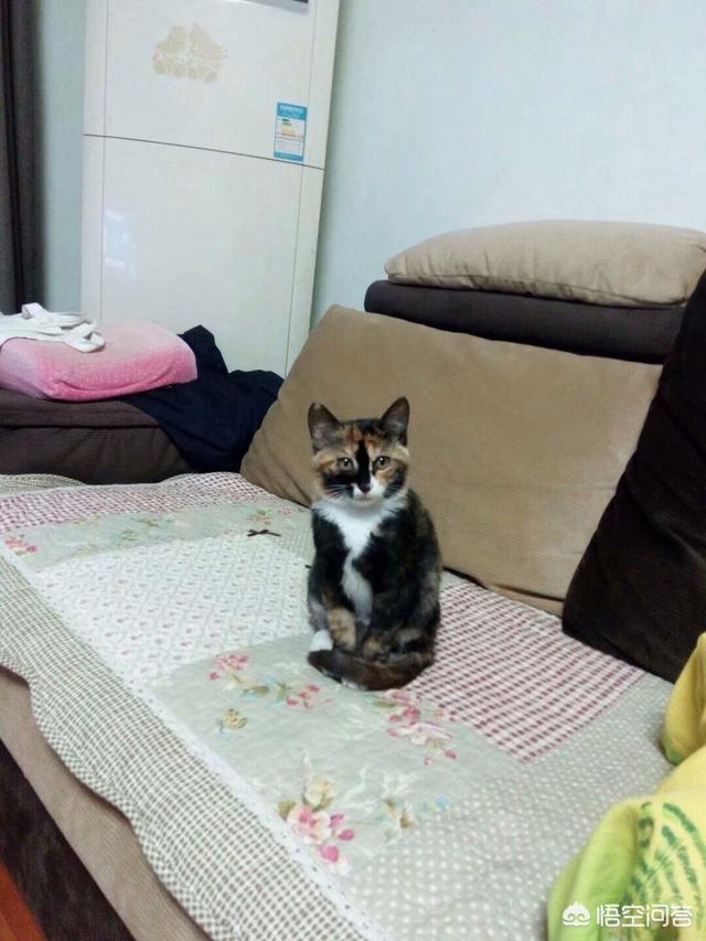 猫的黄疸病检查多少钱:猫咪生病了，花很多钱治病应该吗？
