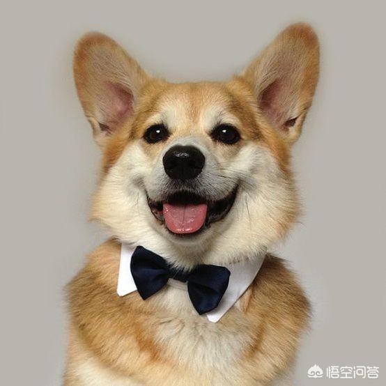 狗狗交配原理:都市中，宠物配种是怎么解决的？