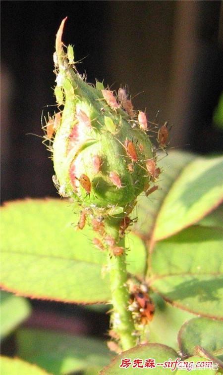 养花的4种虫害，常见危害花卉的刺吸害虫有哪些？