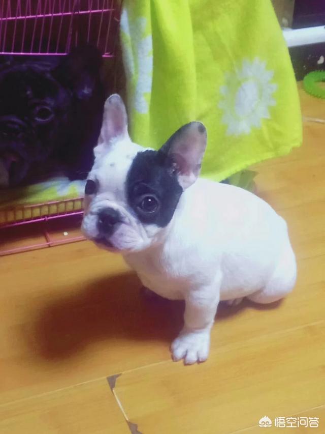 法牛犬:法斗犬除了喜欢会舔人，还有什么原因让它舔人吗？