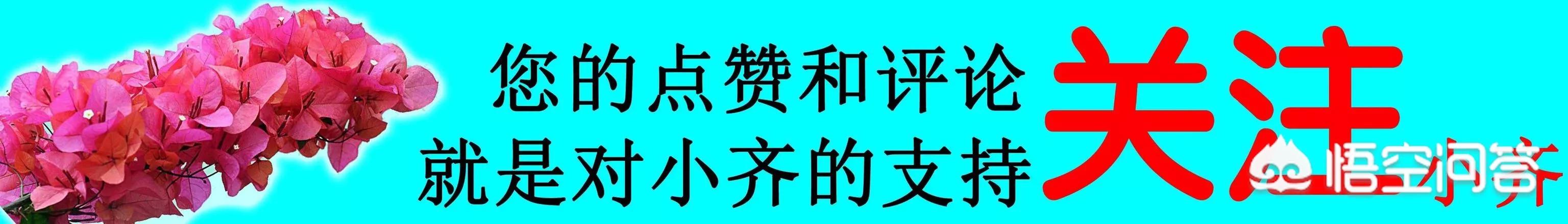 家里吊兰叶子发黄:吊兰叶子黄，发软怎么回事？