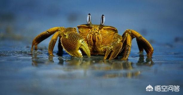 螃蟹怎么挑肉多又鲜美，如何挑选膏黄肉肥的梭子蟹？