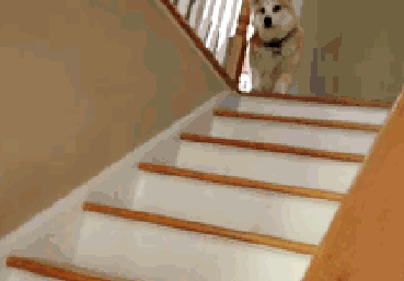 柯基犬:饲养柯基犬难吗？需要注意什么？