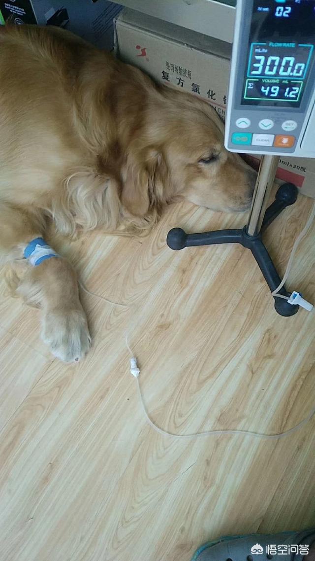 金毛拐卖牧羊犬电影:为什么金毛死亡率那么高？