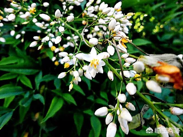 南天竹不结果 是什么原因 南天竹开花不结果怎么治 头号养殖百科