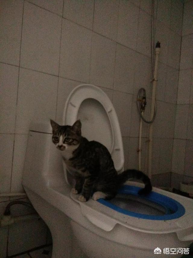 家里没人可以养小猫吗:租房可以养猫吗，猫难养吗？